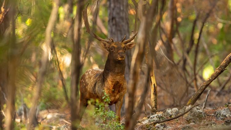 Torosların efsanesi ‘Alageyik’ görüntülendi…