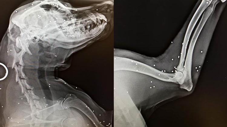 Bahçesine giren köpeği tüfekle vurdu, röntgen filmi şok etti