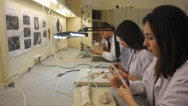 7 milyon yıllık hayvan fosilleri üniversite öğrencileri tarafından temizlenip, sergileniyor
