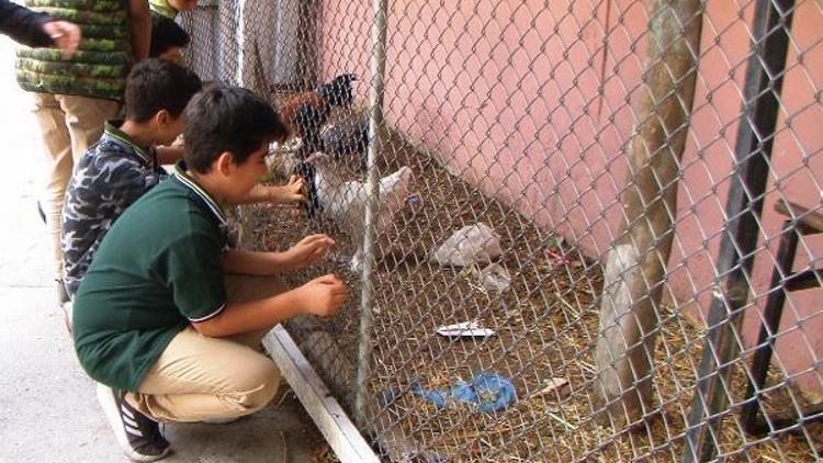 Okul bahçesindeki kümeste öğrencilere hayvan sevgisi aşılanıyor