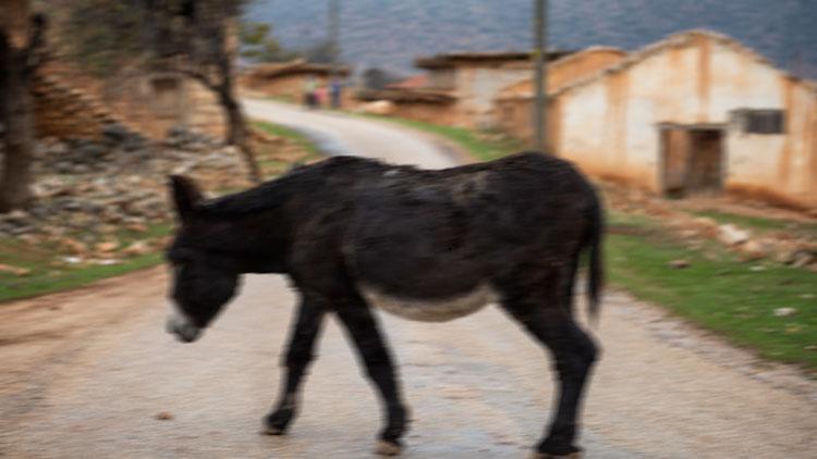 İğrenç olay Komşusunun eşeğine tecavüz etmiş