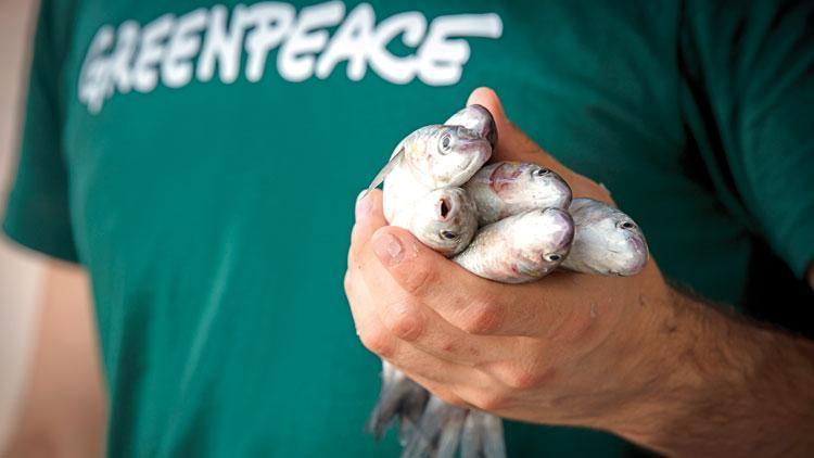 Greenpeace’in çarpıcı raporu: Balık diye plastik yiyoruz