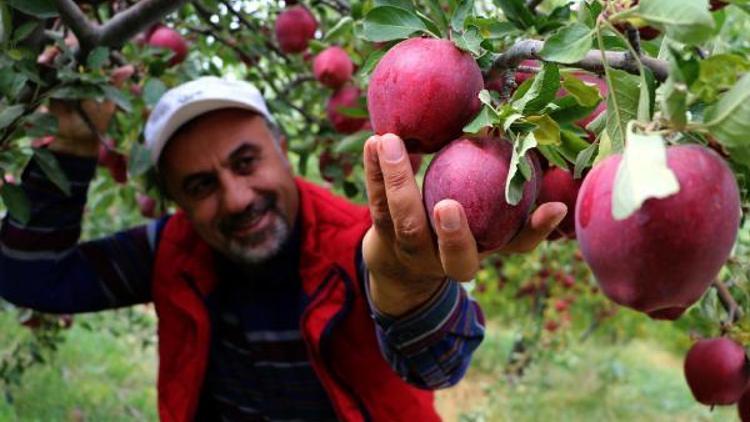 Vandan Kuzey Iraka en güzel elma ihracatı