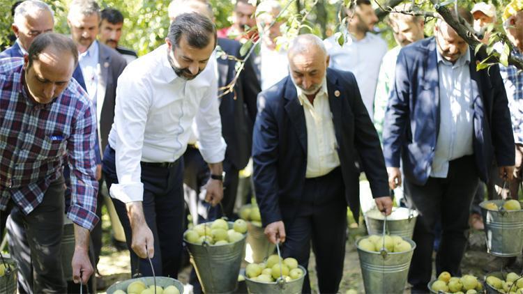 Kadına şiddete dikkat çektiler Belediye Başkanı ve muhtarlar armut topladı