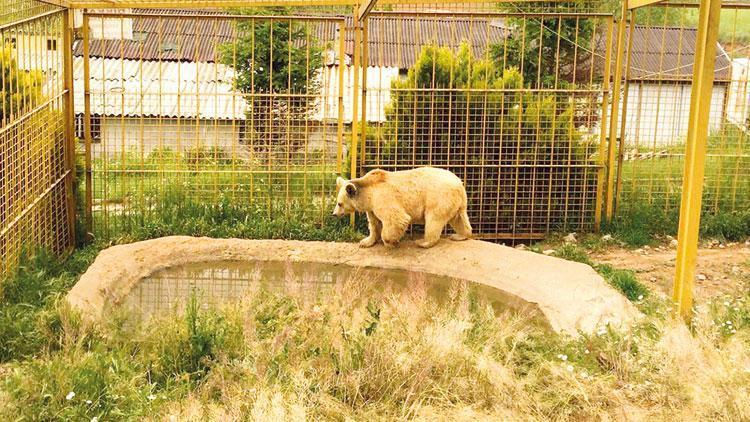 ‘Öksüz  kız’ın hikâyesi Meclis tutanaklarında... 1 gün olsun özgür olsun