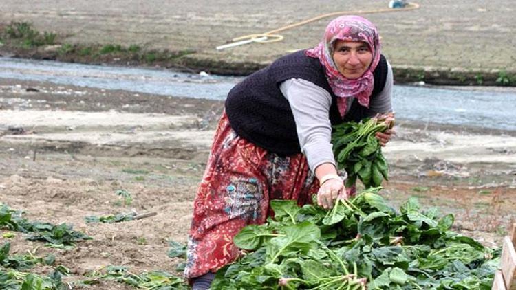 Ispanak zehirler mi Ispanak zehirlenmesinin nedeni ortaya çıktı