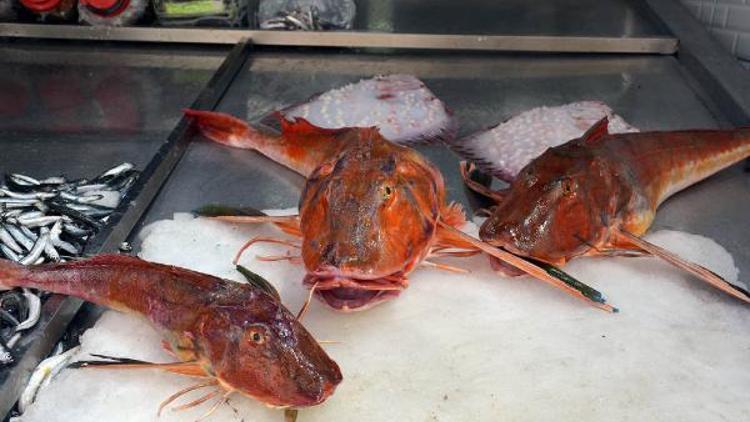 5 kiloluk kırlangıç balığı, 500 TLye satılıyor