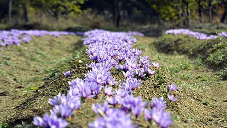 Mucize bitki Çubukta üretilmeye başlandı