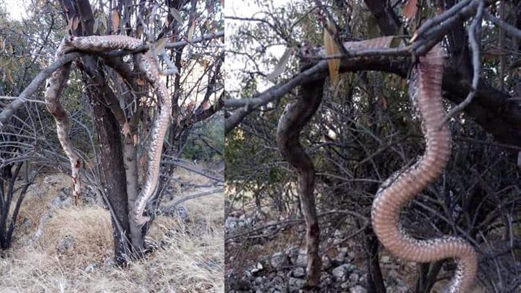 6 metrelik yılanı öldürüp, ağaca astılar