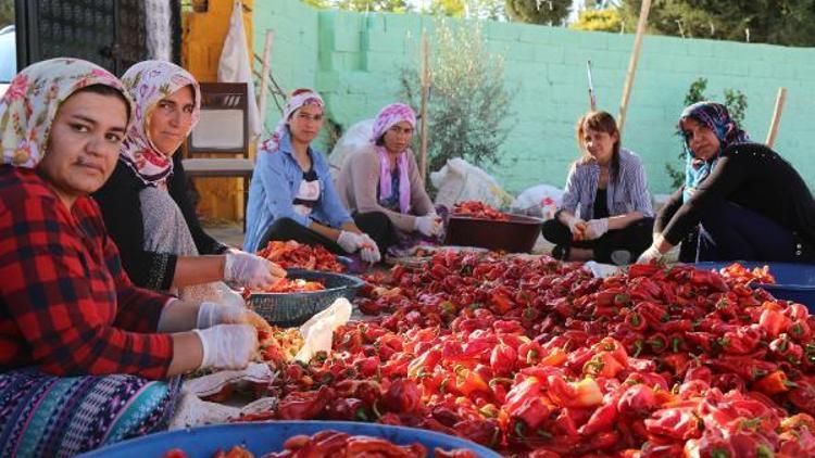 Tarım işçisi kadınlar kooperatif kurdu, kendi ürünlerini satıyorlar