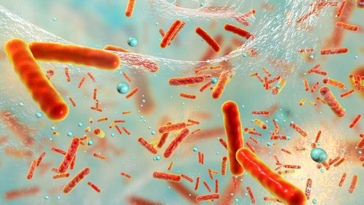 Bacillus adlı bakterinin pet ve naylonu parçalayabildiği belirlendi