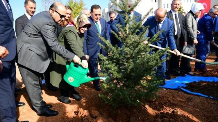 Trabzonda sabun ağacı fidanları toprakla buluşturuldu