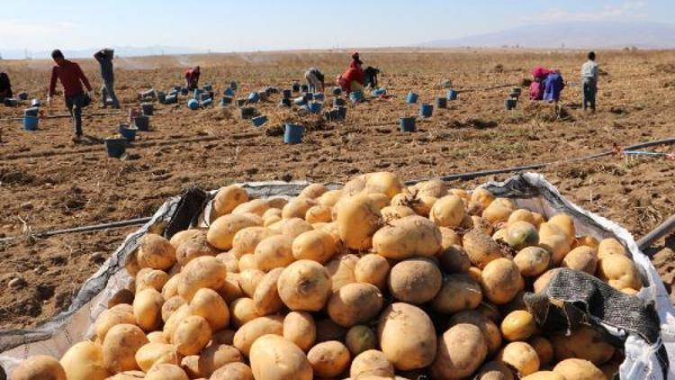 Patates hasadı tamamlandı, çiftçiler ürünlerini depolara kaldırdı