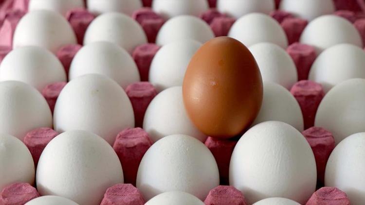 1.7 milyar adet yumurta üretildi