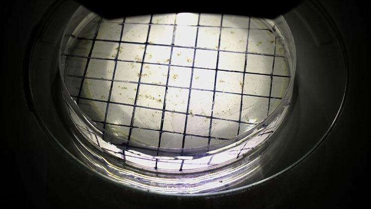 İthal mikrobiyal gübrelerin testleri Vanda yapılıyor