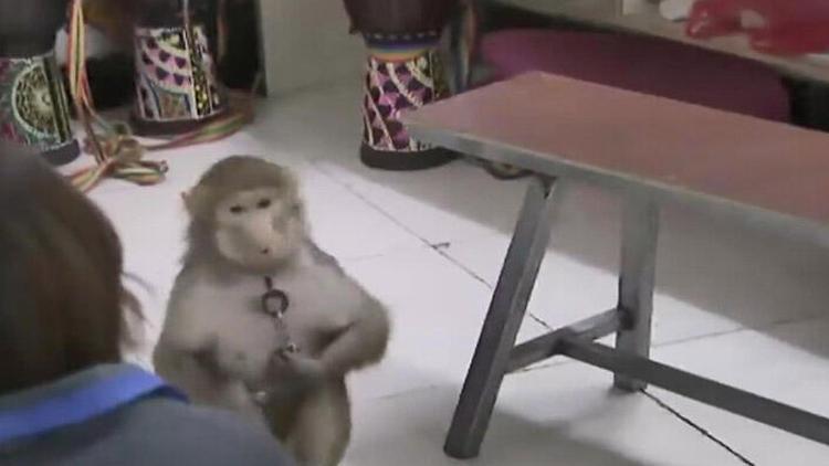 Çinde maymun, bakıcısının telefonundan sipariş verdi