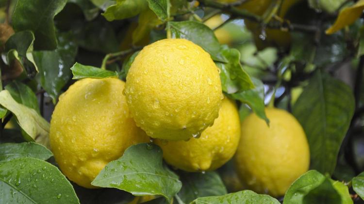 Lamas limonu coğrafi işaret tescil belgesi aldı