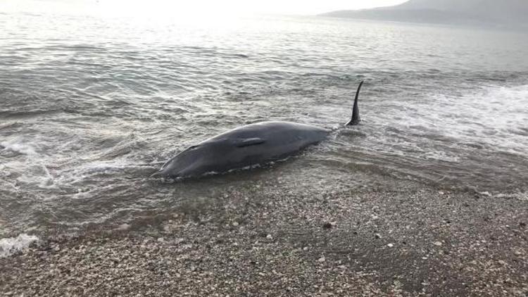 Kıyıya vuran balina, kurtarılarak denize bırakıldı