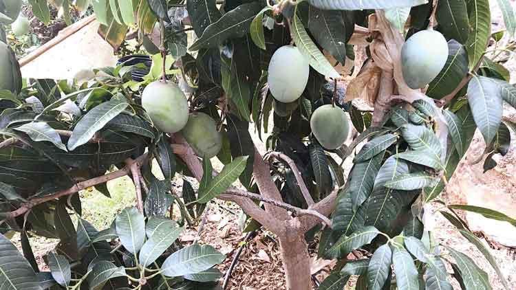 Antalya’da tropikal servet