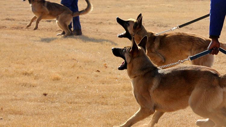 Hamile kadın avcı köpeklerinin saldırısında öldü
