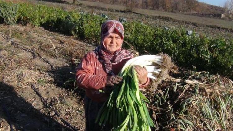 Ata tohumlarıyla pırasa yetiştiriyorlar