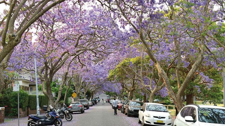 Jakaranda çiçek açtı