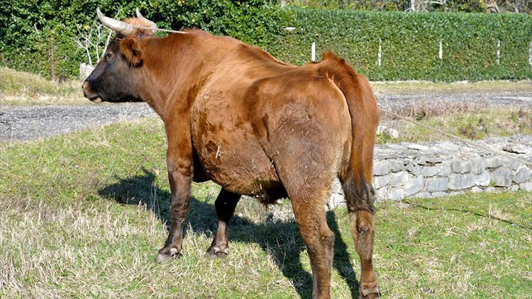 Boğaya çarpmamak için ani fren yaptı, 12 kişi öldü