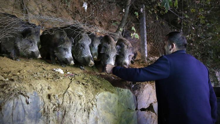 Son dakika haberler: Sarıyerli vatandaşlar, mahallelerine inen yaban domuzlarını besliyor