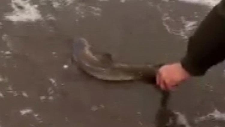 Bartın’da balıkçı oltasına yavru köpek balığı takıldı