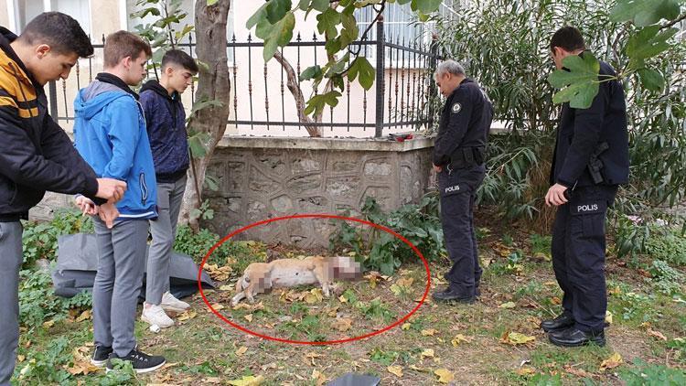 Okul bahçesinde, boğazı kesilmiş köpek ölüsü bulundu