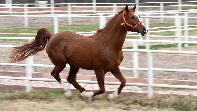 Safkan Arap atına ait spermadan numune alınacak