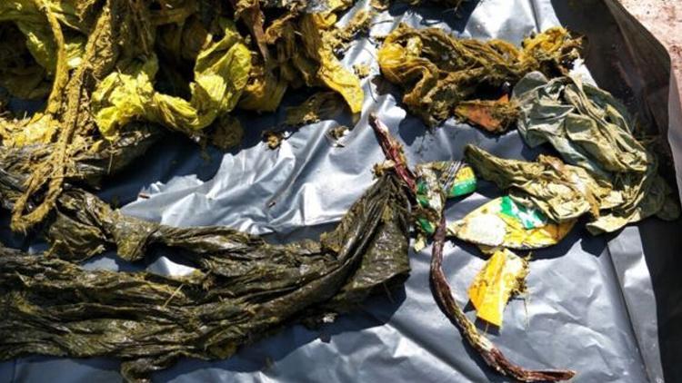 Geyiğin midesinden plastik poşet ve erkek iç çamaşırı dahil 7 kilo çöp çıktı