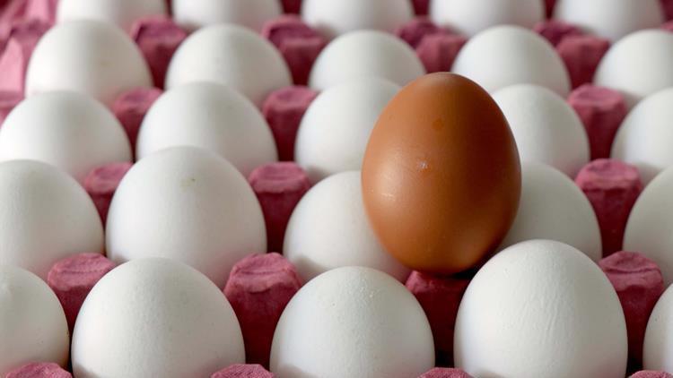 Orduda yılda 3 milyon yumurta üretiliyor