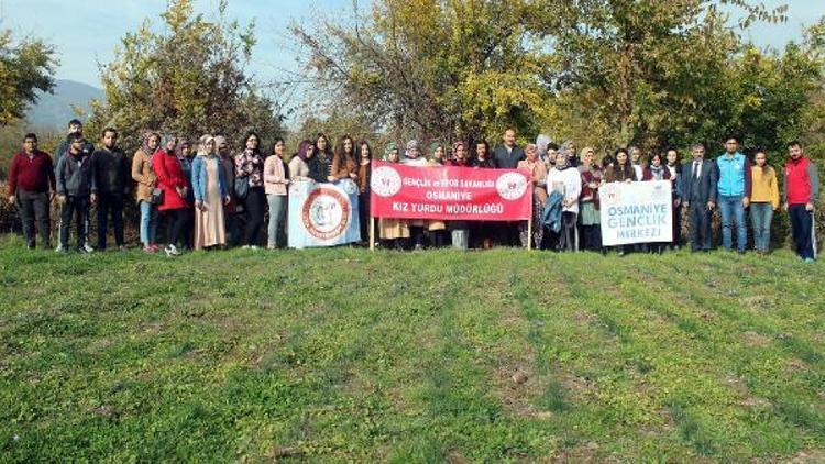 Üniversiteli gençler, safran tarlasını gezdi