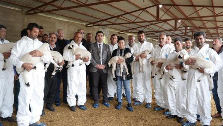 Adanada diplomalı çobanlar yetişiyor