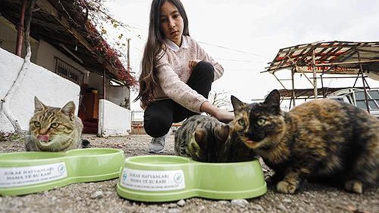 Sokak kedileri için ombudsmandan yardım istedi