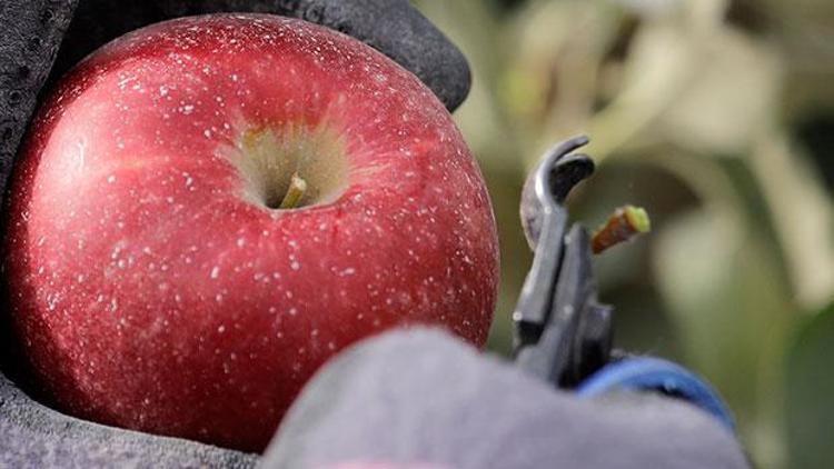 Bozulmadan 1 yıl saklanabileceği iddia edilen elma satışa çıktı