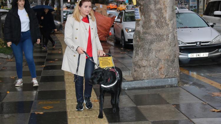 Ankara’da bir rehber köpek var