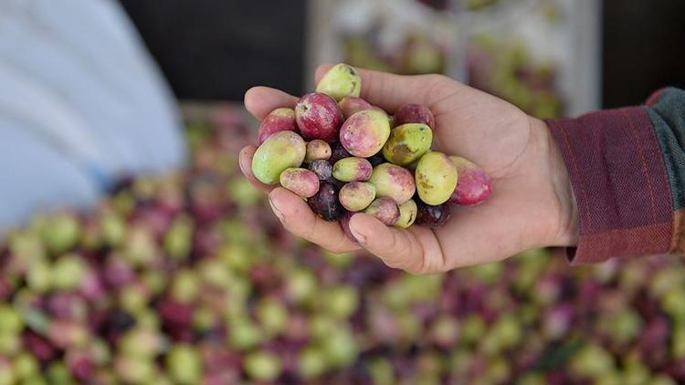 Kahtada zeytin hasadına başlandı