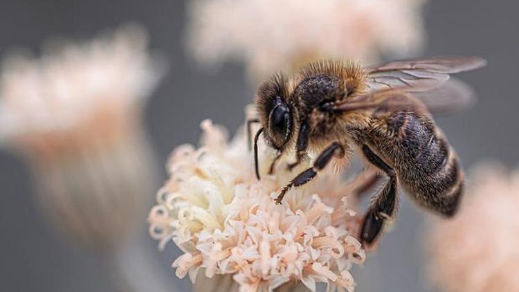 Rüyada Arı Görmek Ne Anlama Gelir? Rüyada arı sokması ve arı öldürmek tabiri
