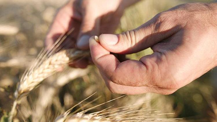 8 bin yıllık tohumlar tarımsal geçmişi gün yüzüne çıkardı