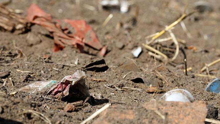 Plastik kirliliği yarım milyon keşiş yengecini öldürdü