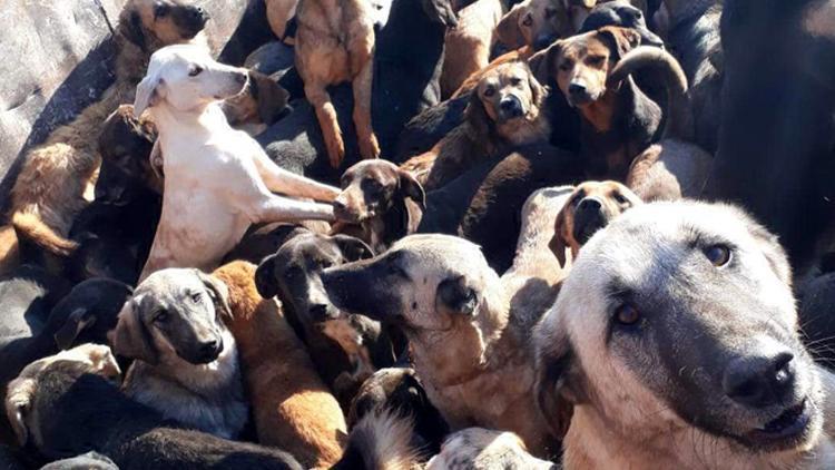 Kamyonla Mersin’e getirilen köpekler, Alanyaya geri gönderildi