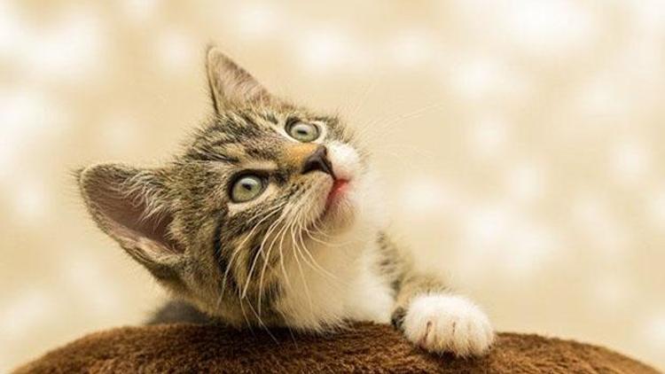 Rüyada kedi görmek ne anlama geliyor? Rüyada yavru kedi görmenin tabiri