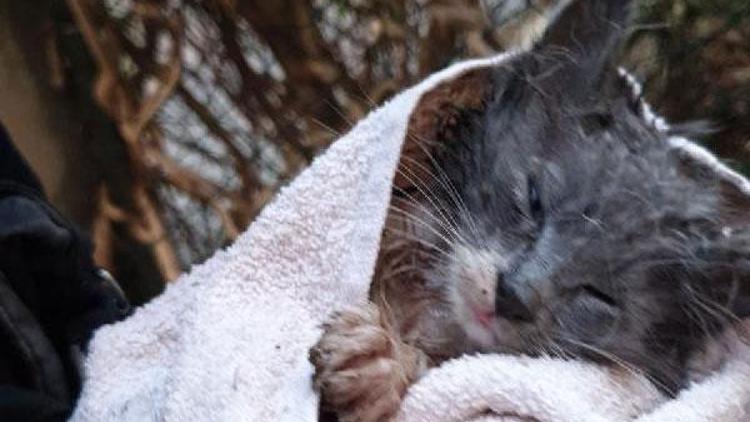 Yağmur suyu kanalında sıkışan yavru kedi kurtarıldı