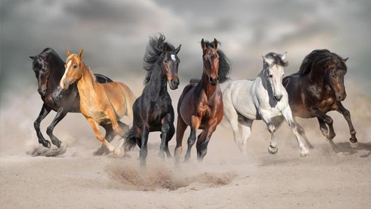 Rüyada at görmek ne anlama gelir? Rüyada beyaz, siyah ve kahverengi at görmek ne demek