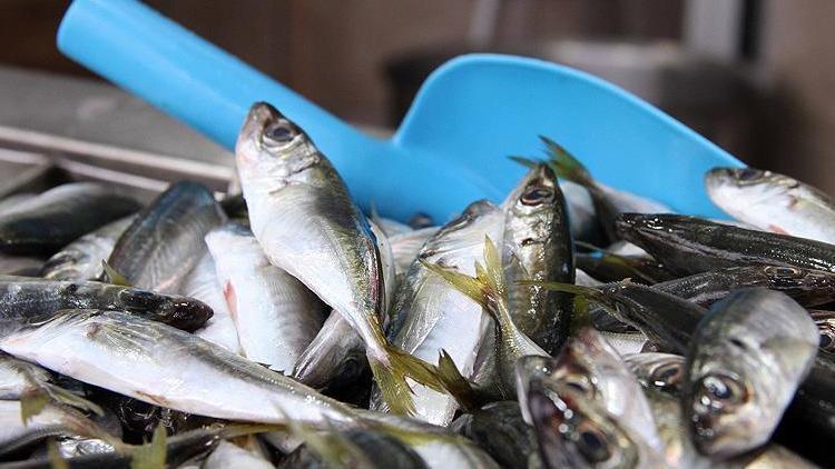 Balıkta uygun fiyat, yüksek arz için yasaklara riayet uyarısı