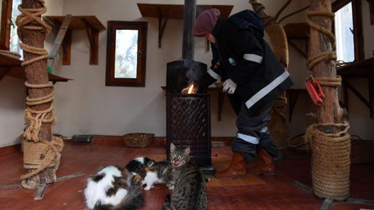 Hayvan Barınağındaki kediler, soğuk kış günlerini villalarında geçiriyorlar