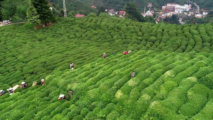 Çay ihracatından 13,2 milyon dolar gelir elde edildi