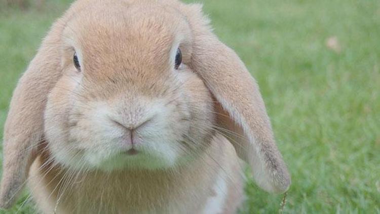 Rüyada tavşan görmek ne anlama gelir? Rüyada beyaz tavşan görmenin tabiri